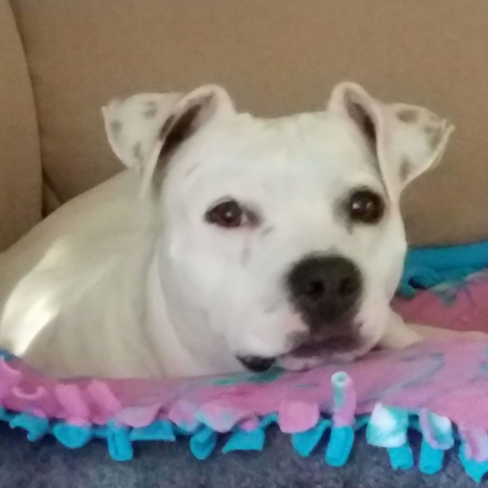 Meet your Posher, Susan